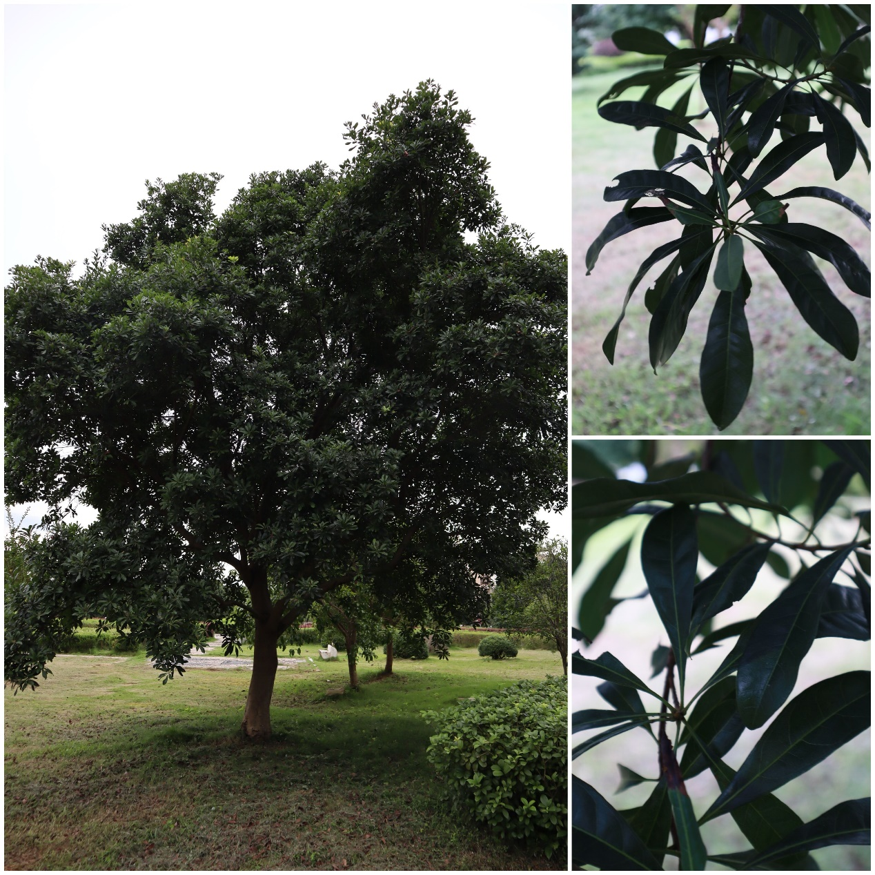 4a609f963dee4c8b88e9648e83e336ed.png 4a609f963dee4c8b88e9648e83e336ed.png