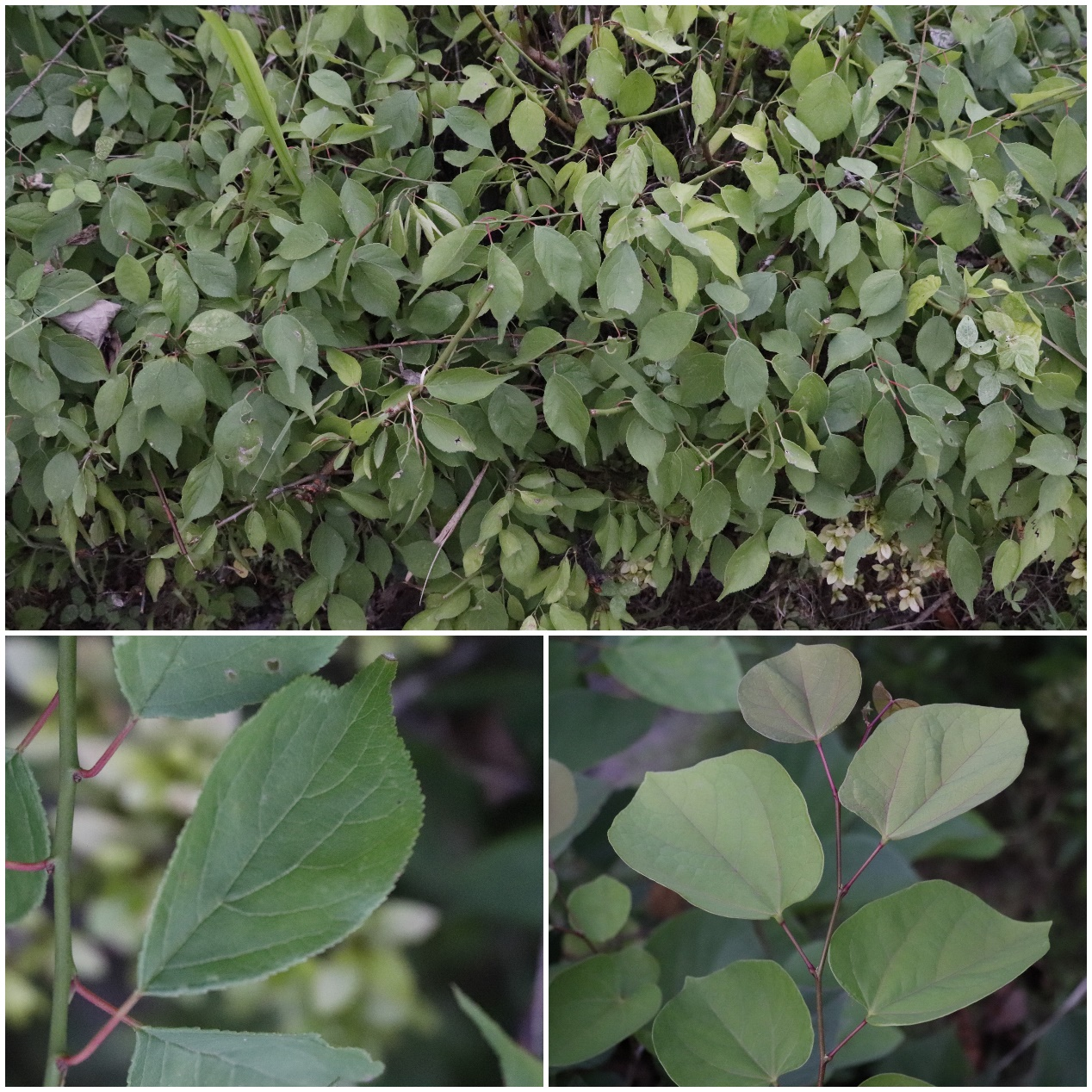 fa546229505d476ca08b6e86e5898a7c.png fa546229505d476ca08b6e86e5898a7c.png